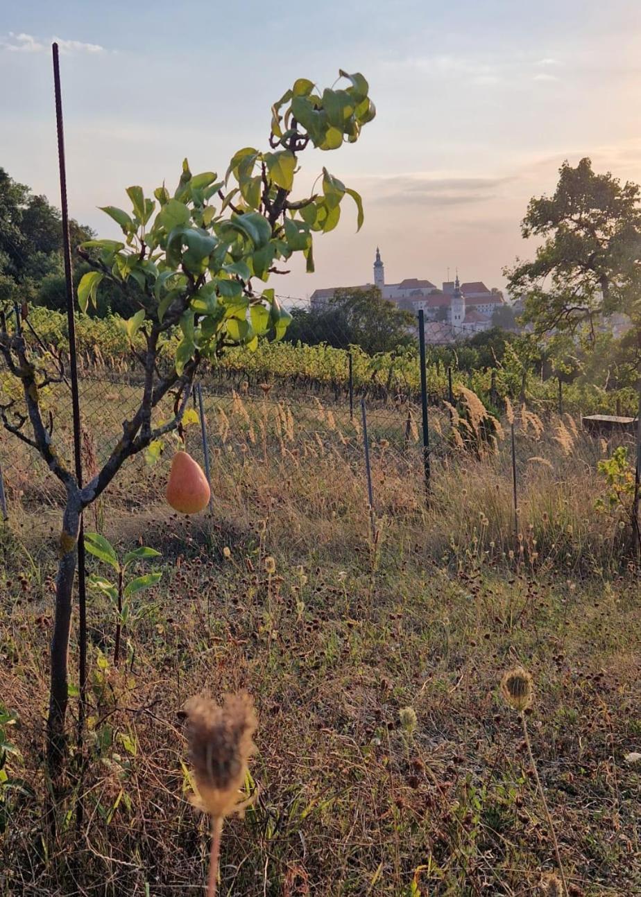 Pod Vinici Otel Mikulov Dış mekan fotoğraf