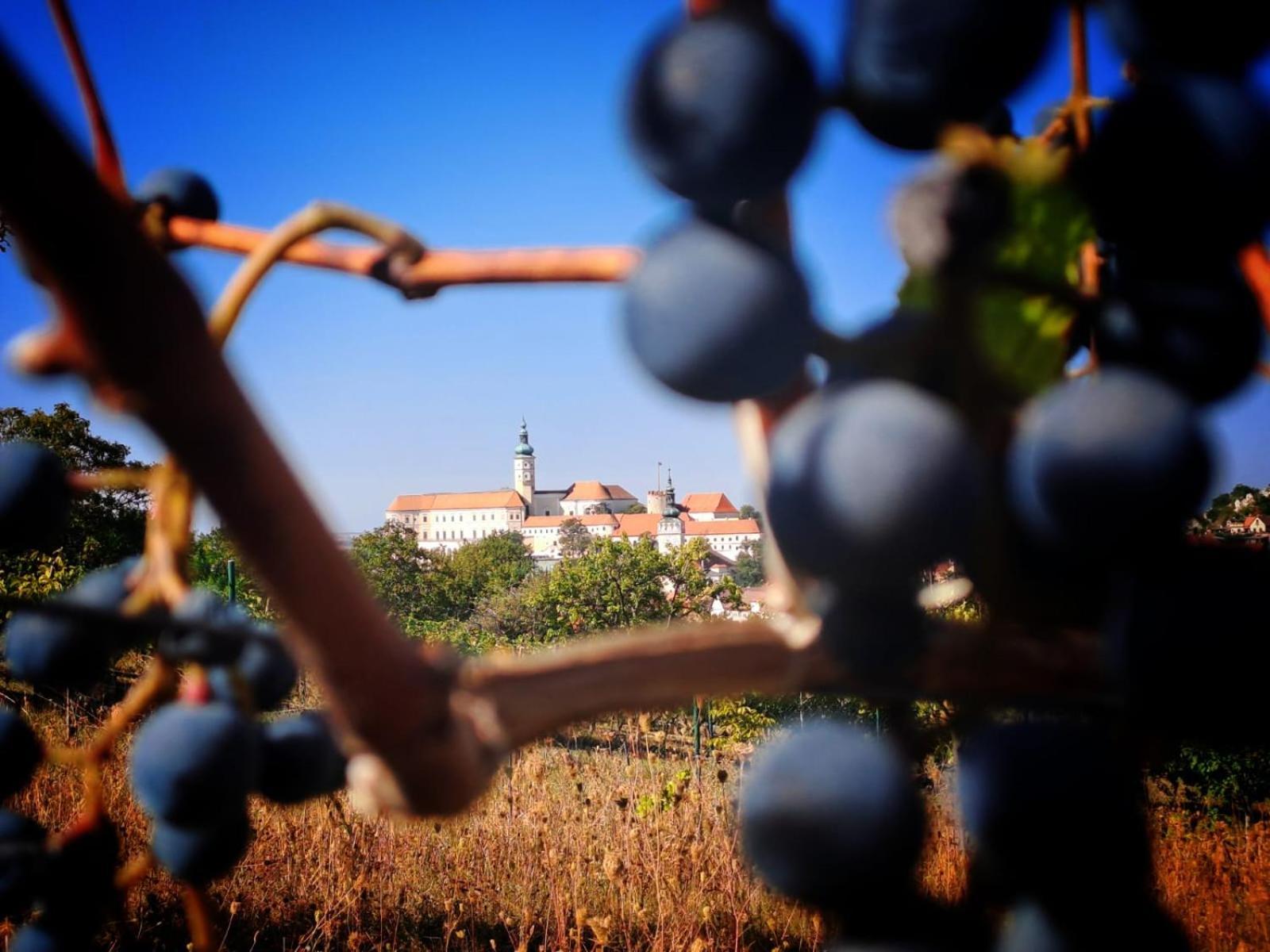 Pod Vinici Otel Mikulov Dış mekan fotoğraf